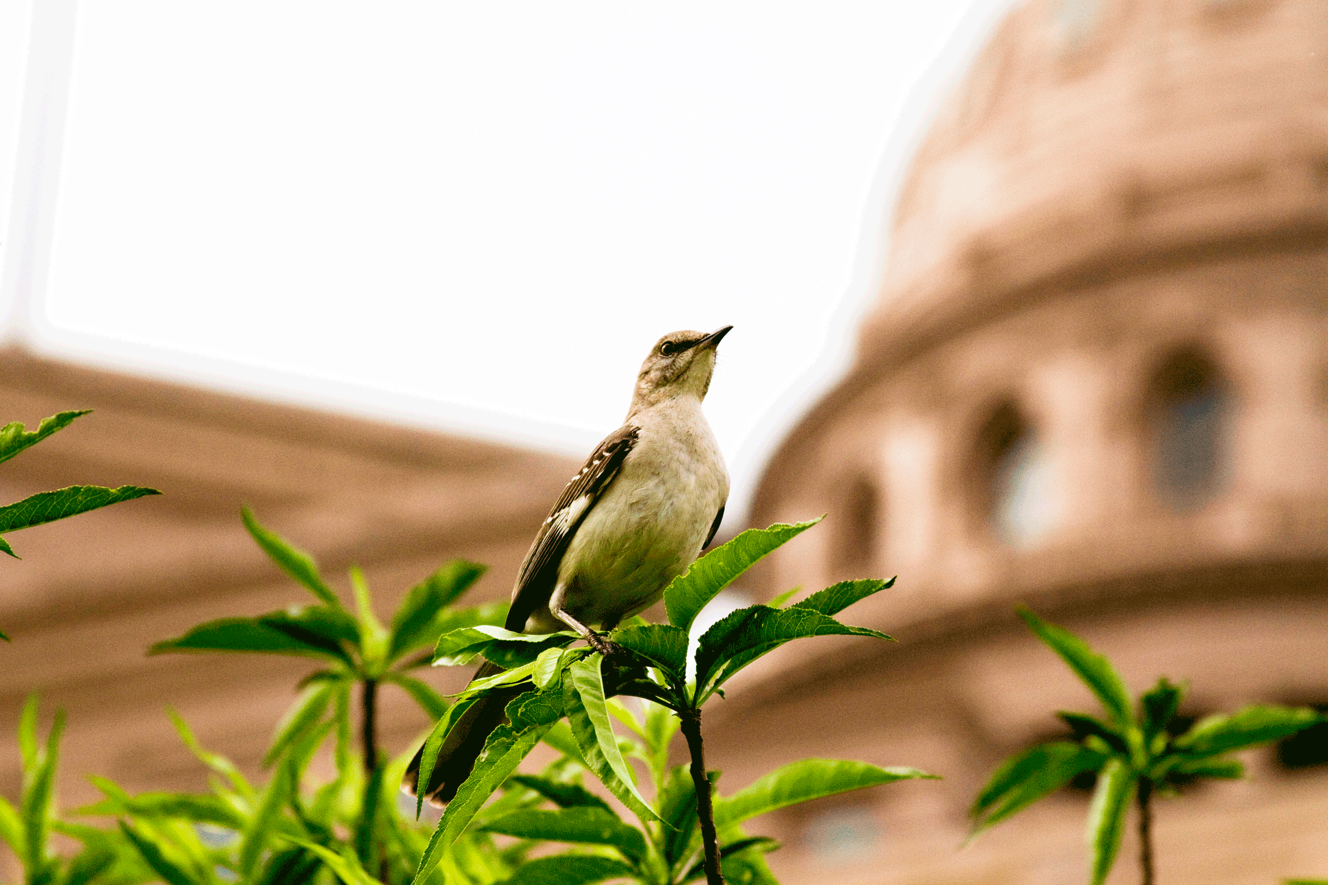 Picture of mockingbird perched on a branch with the capitol dome in the background